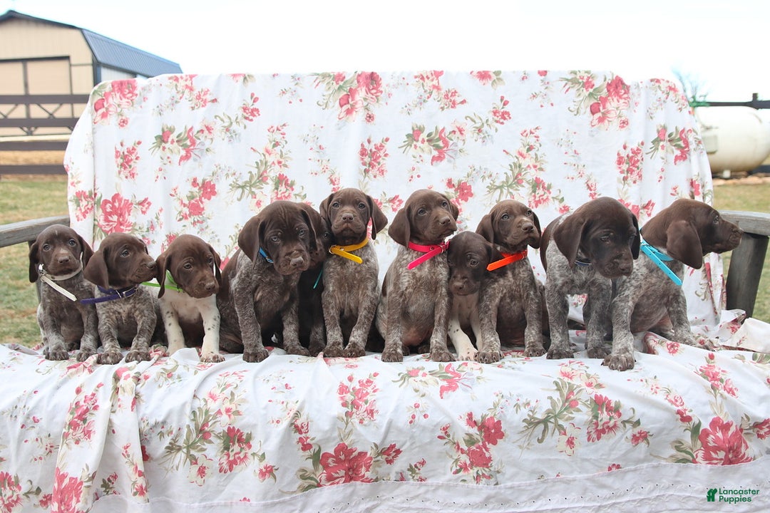German Shorthaired Pointer dogs for sale: Liberty - Ad 3
