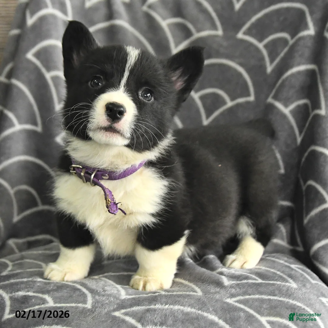 Welsh Corgi Pembroke dogs for sale: Karis - Ad 2