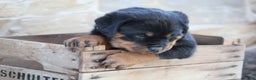 Rottweiler dogs for sale: Harmony - Ad 2