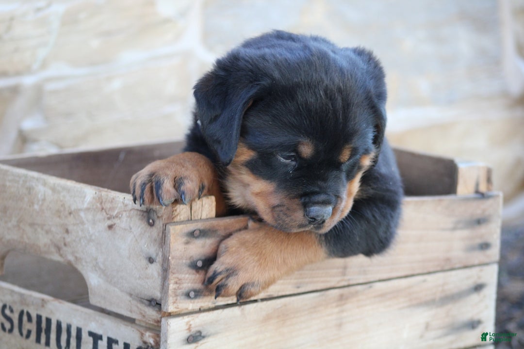Rottweiler dogs for sale: Harmony - Ad 2