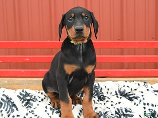Doberman Pinscher dogs Hudson - Ad 5