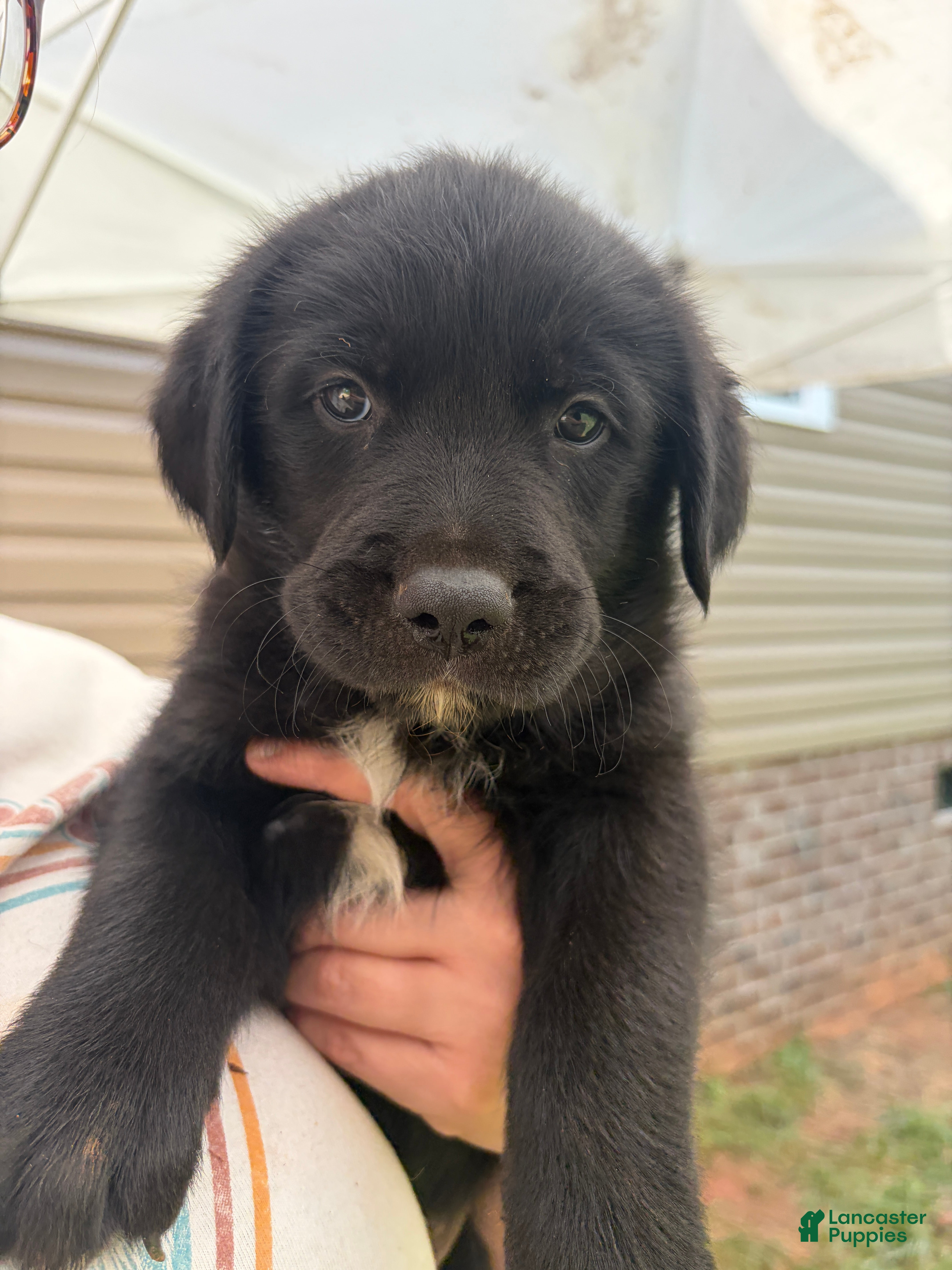 Mixed Breed dogs Leo - Ad 22