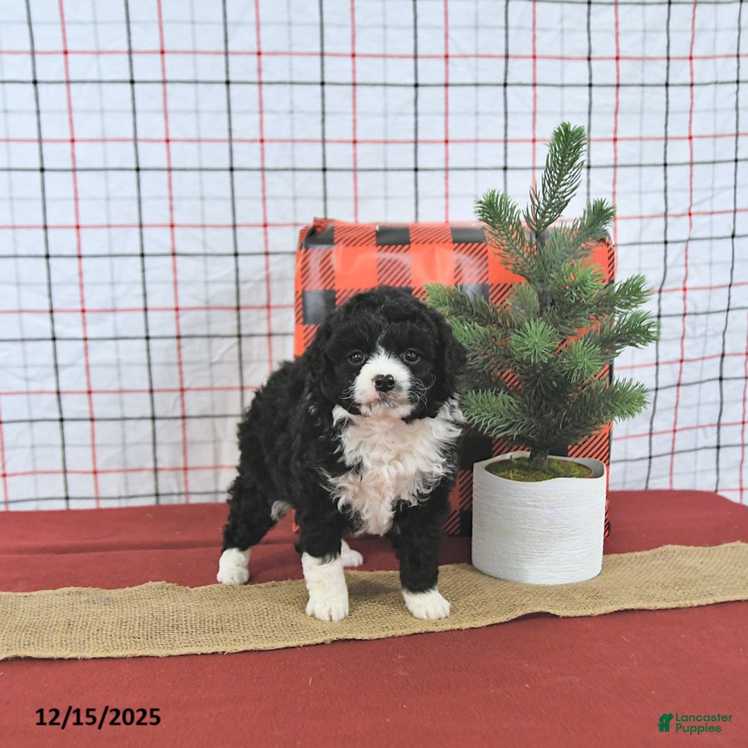 Mini Aussiedoodle dogs for sale: Holly EXTRA SMALL - Ad 4