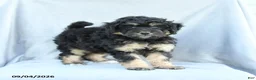 Mini Bernedoodle dogs for sale: Max - Ad 3