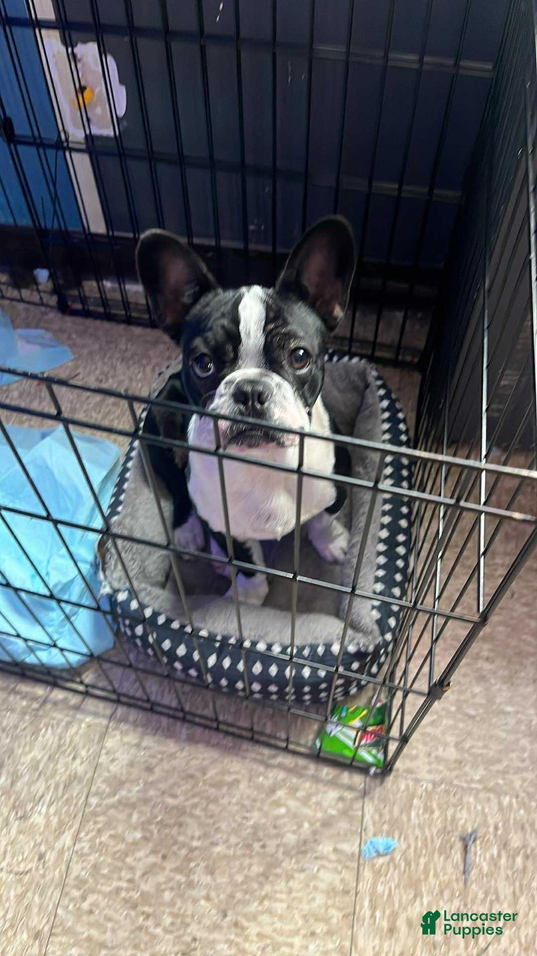 French Bulldog dogs French Bulldog Puppy 1 - Ad 1