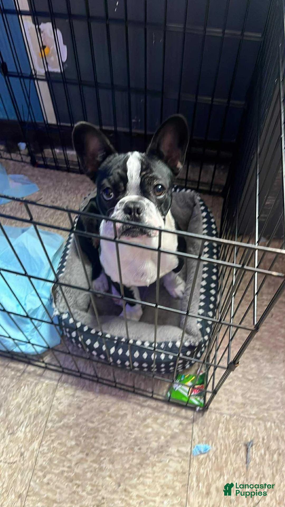 French Bulldog dogs for sale: French Bulldog Puppy 1 - Ad 1