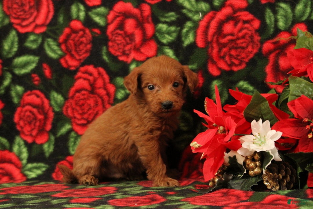 Mini Goldendoodle dogs for sale: Claus - Ad 4