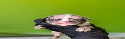 French Bulldog dogs for sale: French Bulldog Puppy 3 - Ad 3