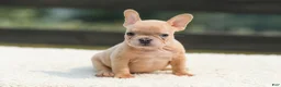 French Bulldog dogs for sale: Iron - Ad 7