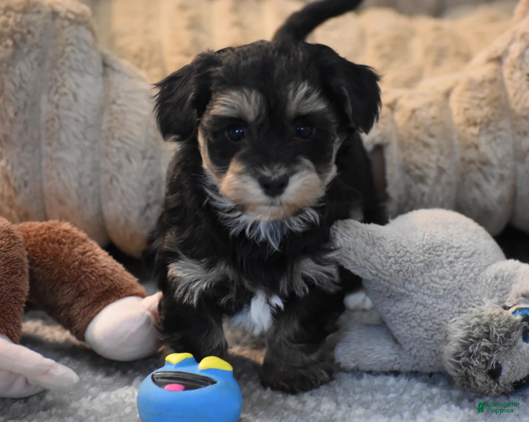 Mixed Breed dogs for sale: Trooper - Ad 1