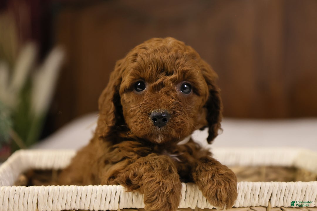 Goldendoodle dogs for sale: Natalie - Ad 14