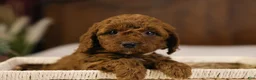 Goldendoodle dogs for sale: Ralphie - Ad 15