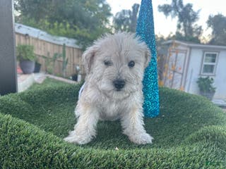 Miniature Schnauzer dogs Miniature Schnauzer Puppy 1 - Ad 1