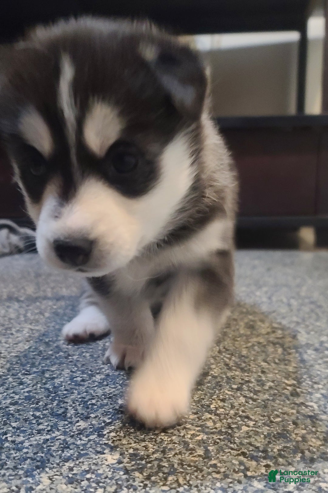 Pomsky dogs for sale: Daisy - Ad 3
