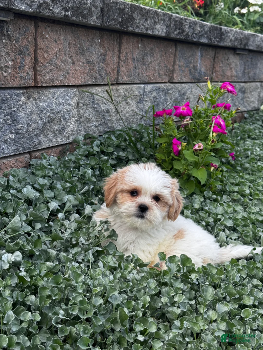Shih Tzu dogs for sale: Simba - Ad 2