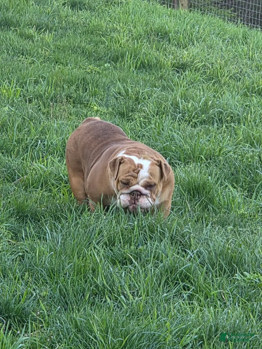 English Bulldog dogs for sale: Bertha - Ad 7