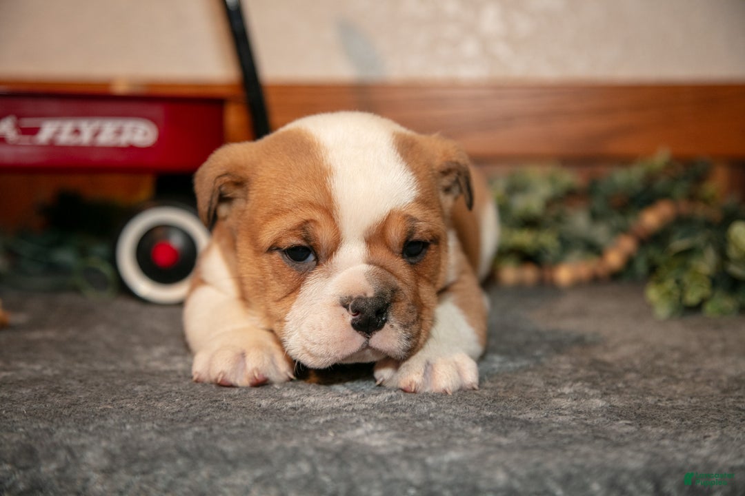 Mixed Breed dogs for sale: Puddin - Ad 2