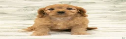 Cavapoo dogs for sale: Alice - Ad 6