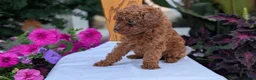 Toy Poodle dogs for sale: Zion - Ad 4