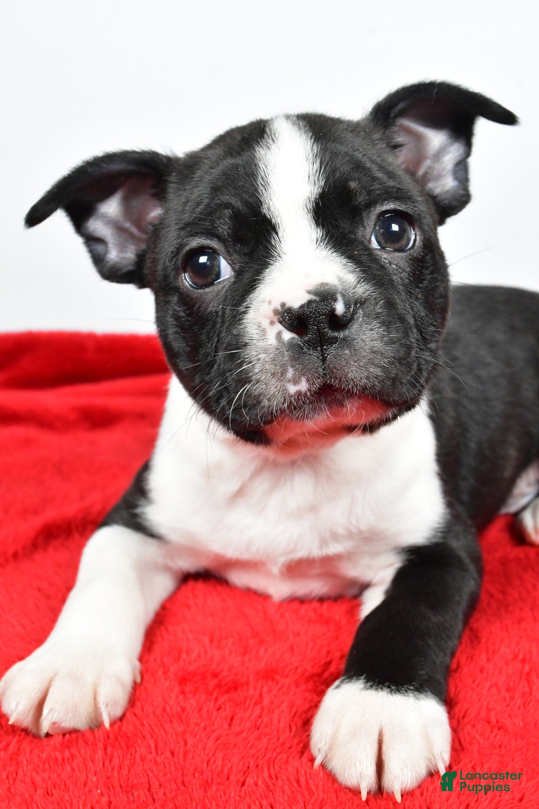 Boston Terrier dogs for sale: Scott - Ad 5
