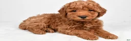 Miniature Poodle dogs for sale: Max - Ad 5