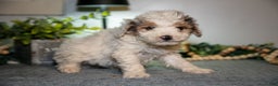 Cavapoo dogs for sale: Monty - Ad 1