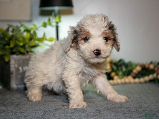Cavapoo dogs Monty - Ad 26