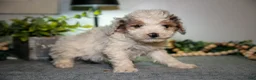 Cavapoo dogs for sale: Monty - Ad 1