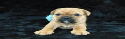 Mixed Breed dogs for sale: Teddy - Ad 2