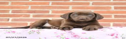 Labrador Retriever dogs for sale: Prairie - Ad 3