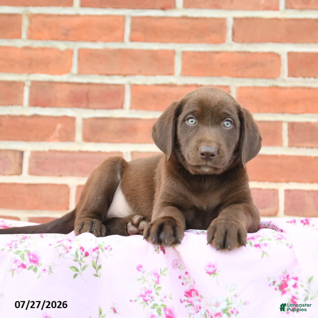 Labrador Retriever dogs for sale: Prairie - Ad 3