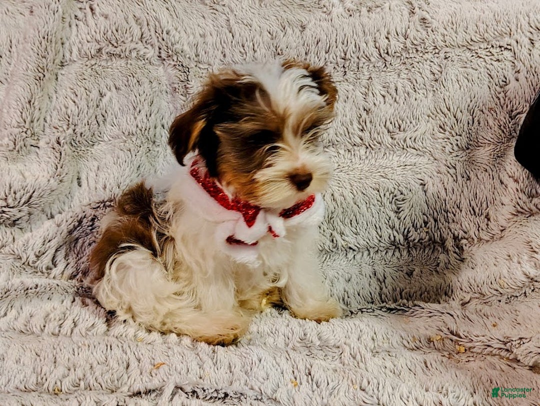 Yorkiepoo dogs for sale: Humphrey - Ad 4