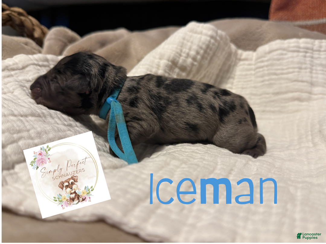 Miniature Schnauzer dogs for sale: Iceman - Ad 1