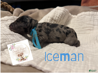 Miniature Schnauzer dogs Iceman - Ad 2