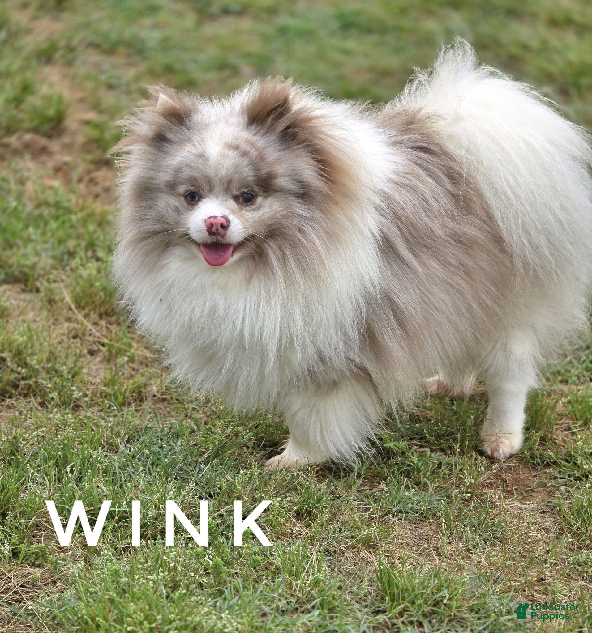 Pomeranian dogs Wink - Lavender Merle Parti - Blue Eye - Ad 2