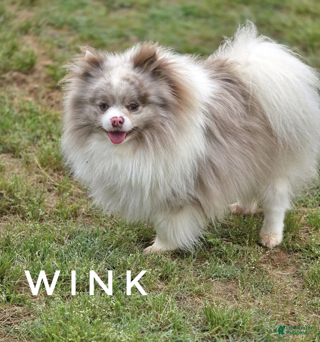 Pomeranian dogs for sale: Wink - Lavender Merle Parti - Blue Eye - Ad 2