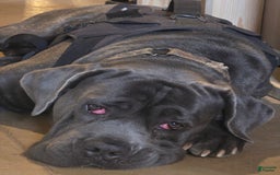 Cane Corso dogs for stud: Bubba - Image 4