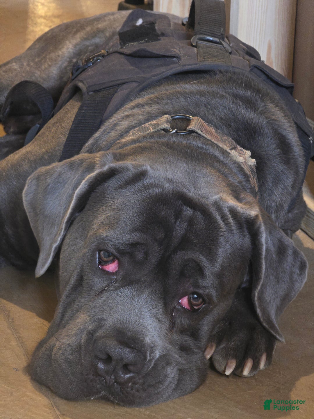Cane Corso dogs for stud: Bubba - Image 4