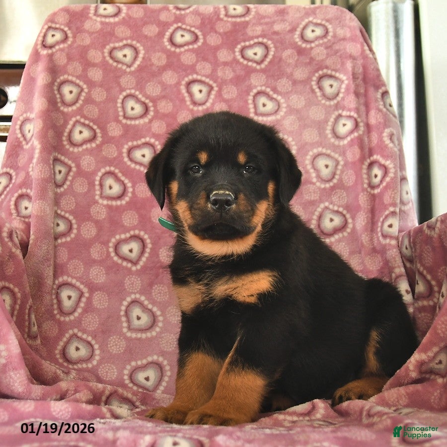 Rottweiler dogs Sparky  - Ad 5