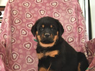 Rottweiler dogs Sparky - Ad 38