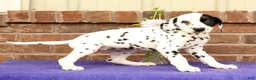 Dalmatian dogs for sale: Abby - Ad 7
