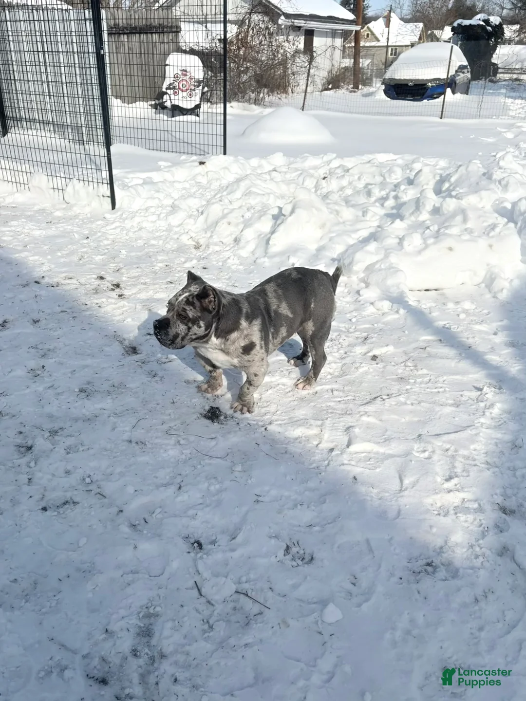 American Bully dogs for sale: APOLLO  - Ad 2