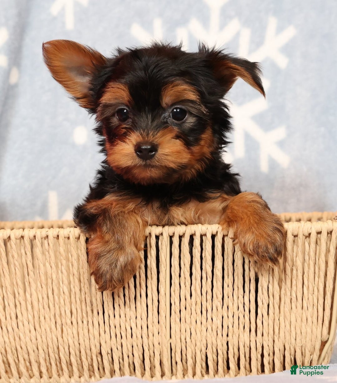 Yorkshire Terrier dogs for sale: Leo - Ad 4
