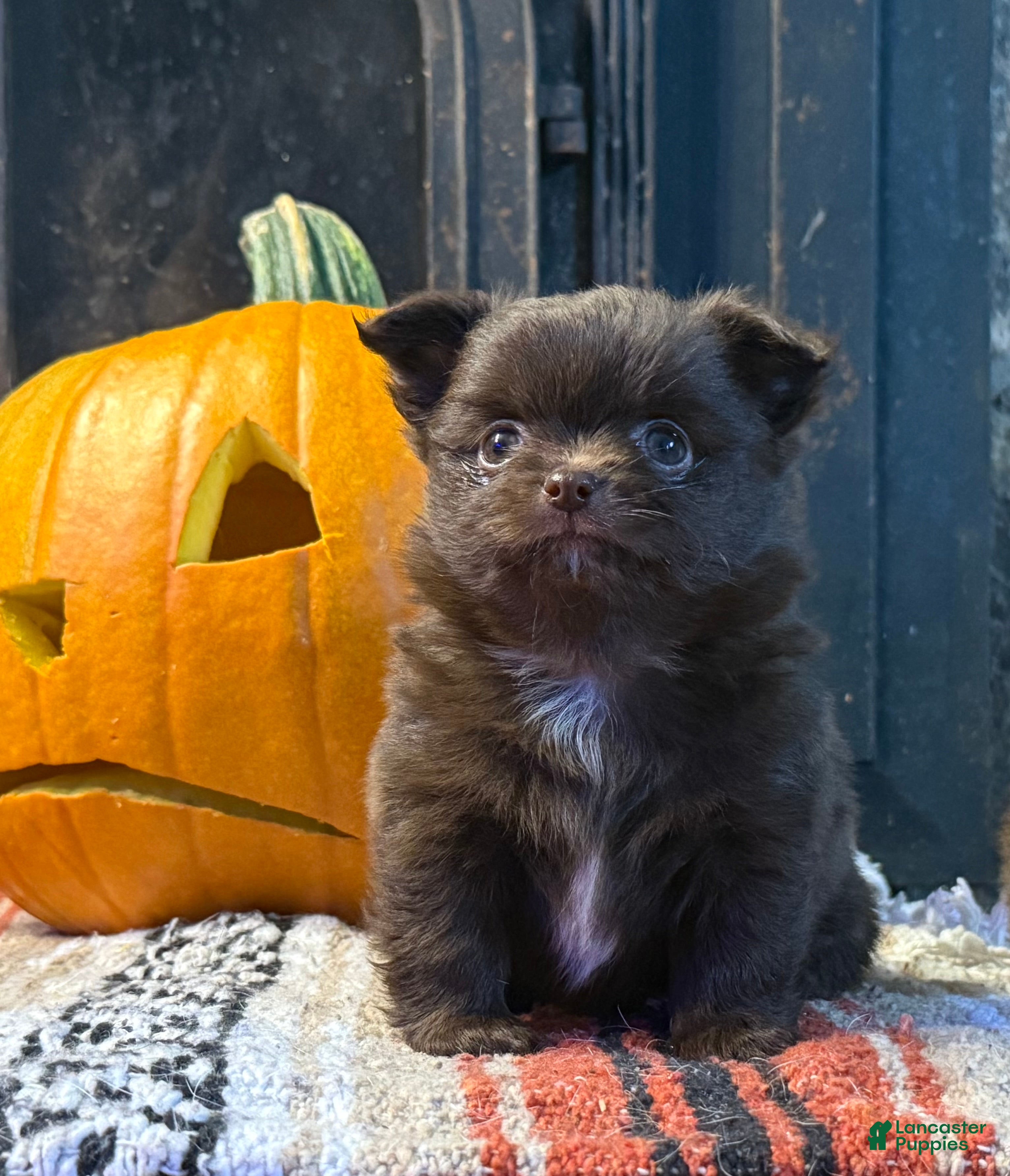 Chihuahua dogs Chocolate Girl - Ad 7