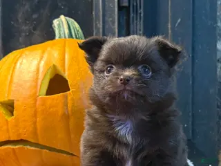 Chihuahua dogs Chocolate Girl - Ad 41