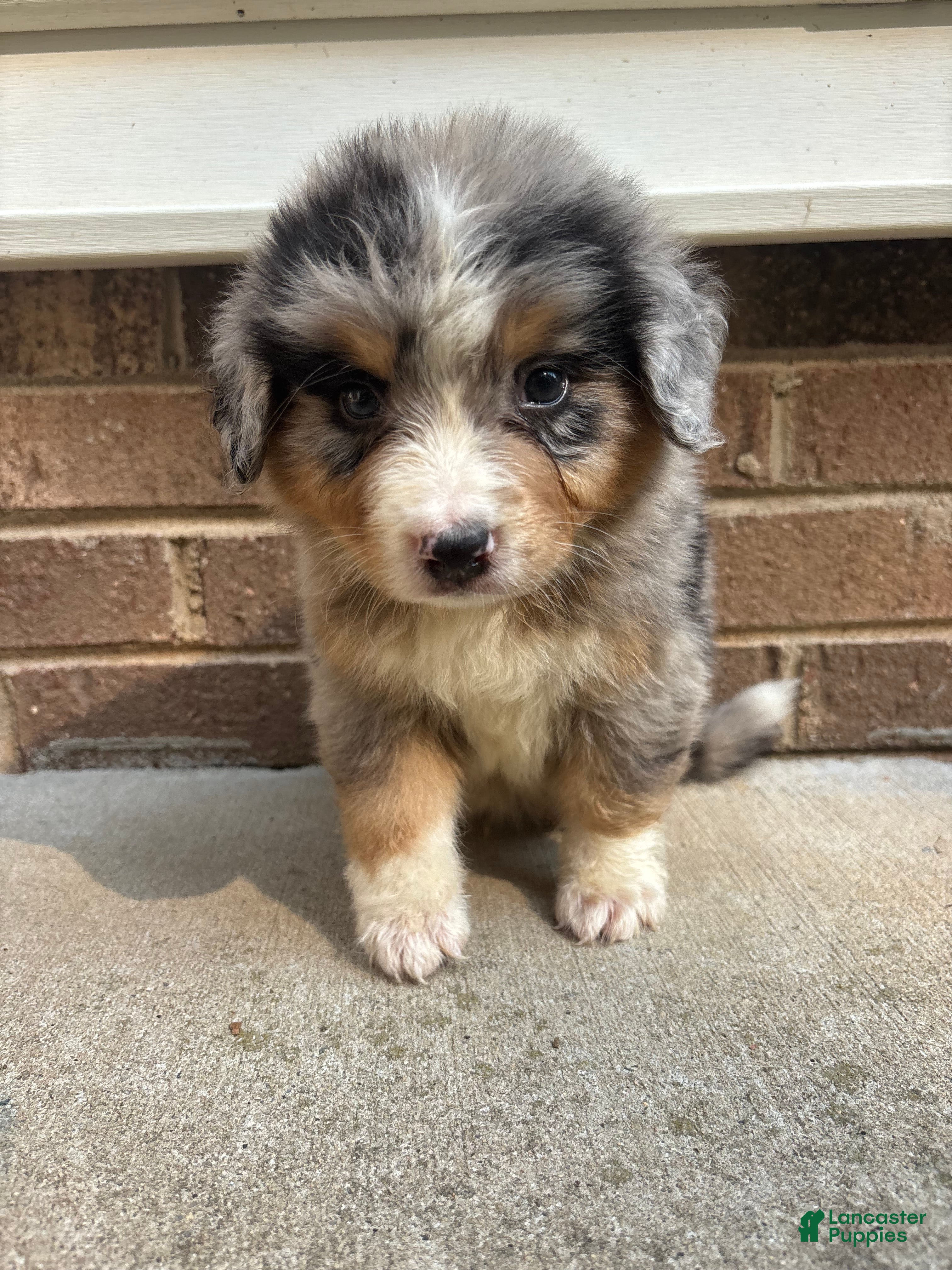 Mixed Breed dogs Blue Merle 2 - Ad 1