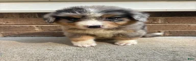 Blue Merle 2