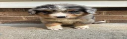 Mixed Breed dogs for sale: Blue Merle 2 - Ad 1