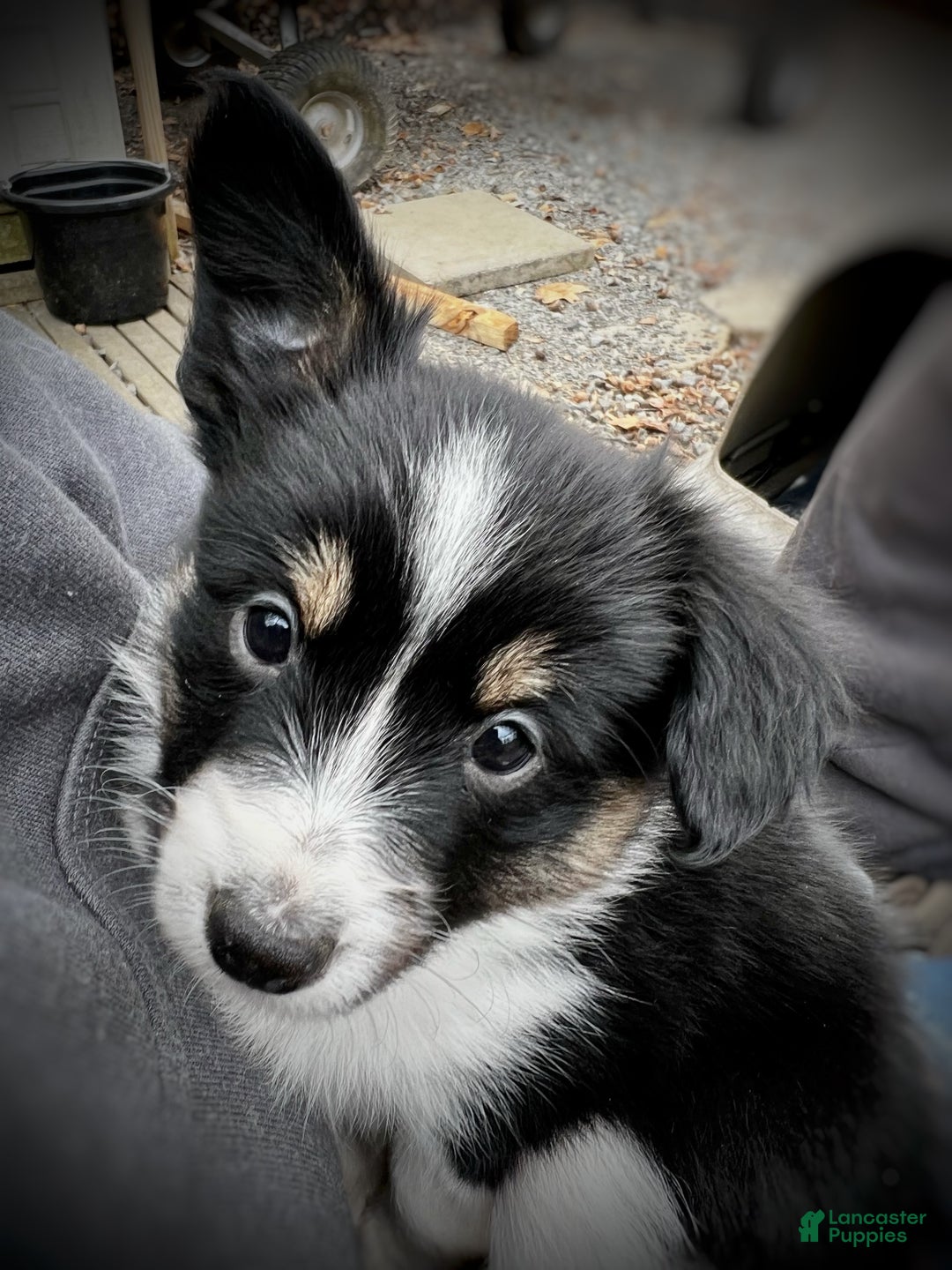 Mixed Breed dogs for sale: SOLD Brownie Delight (with caramel) - Ad 17