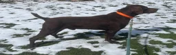 German Shorthaired Pointer dogs for sale: German Shorthaired Pointer Puppy 3 - Ad 3